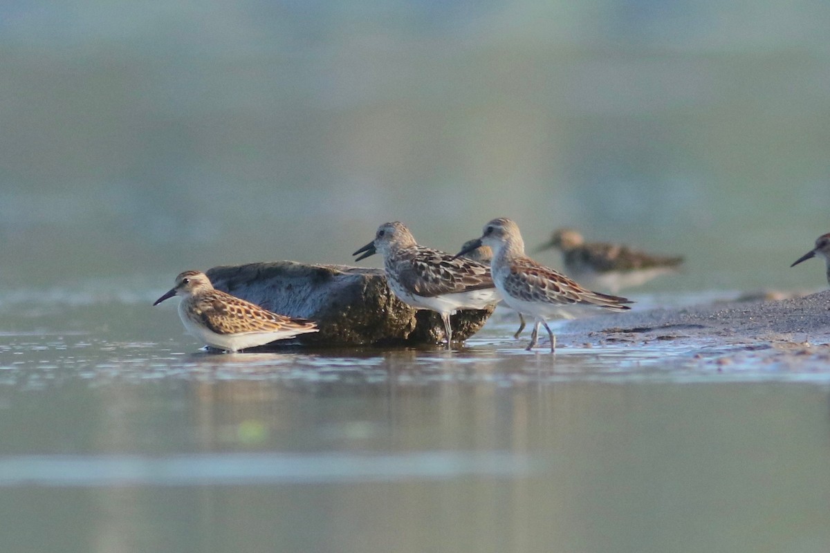 beringsnipe - ML112931761