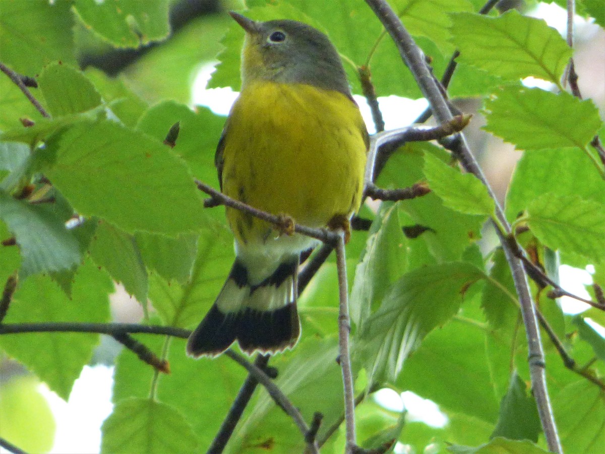 Magnolia Warbler - ML112931941