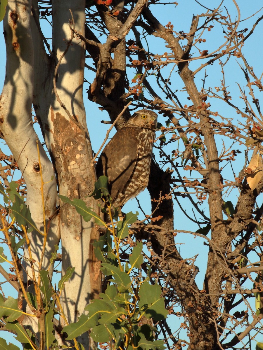 Brown Goshawk - ML112931961