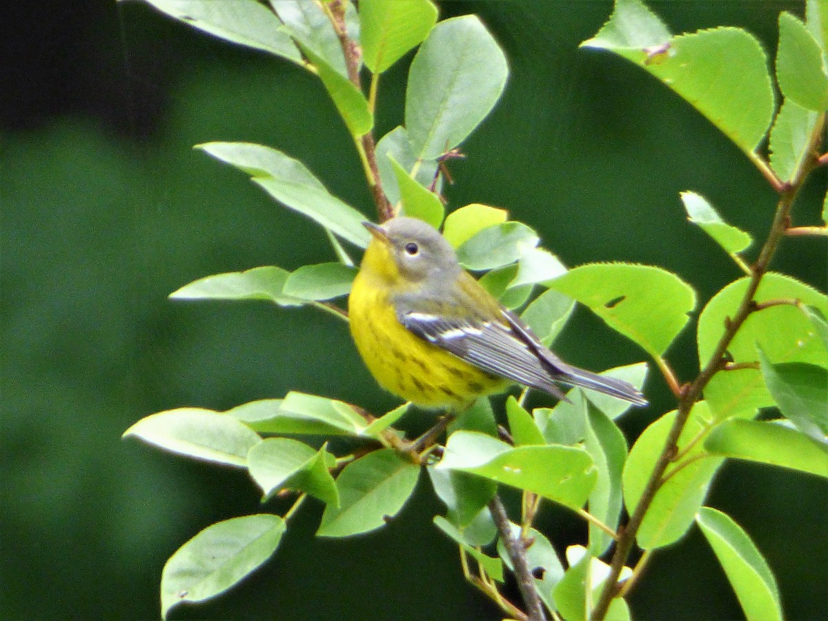 Magnolia Warbler - ML112932031