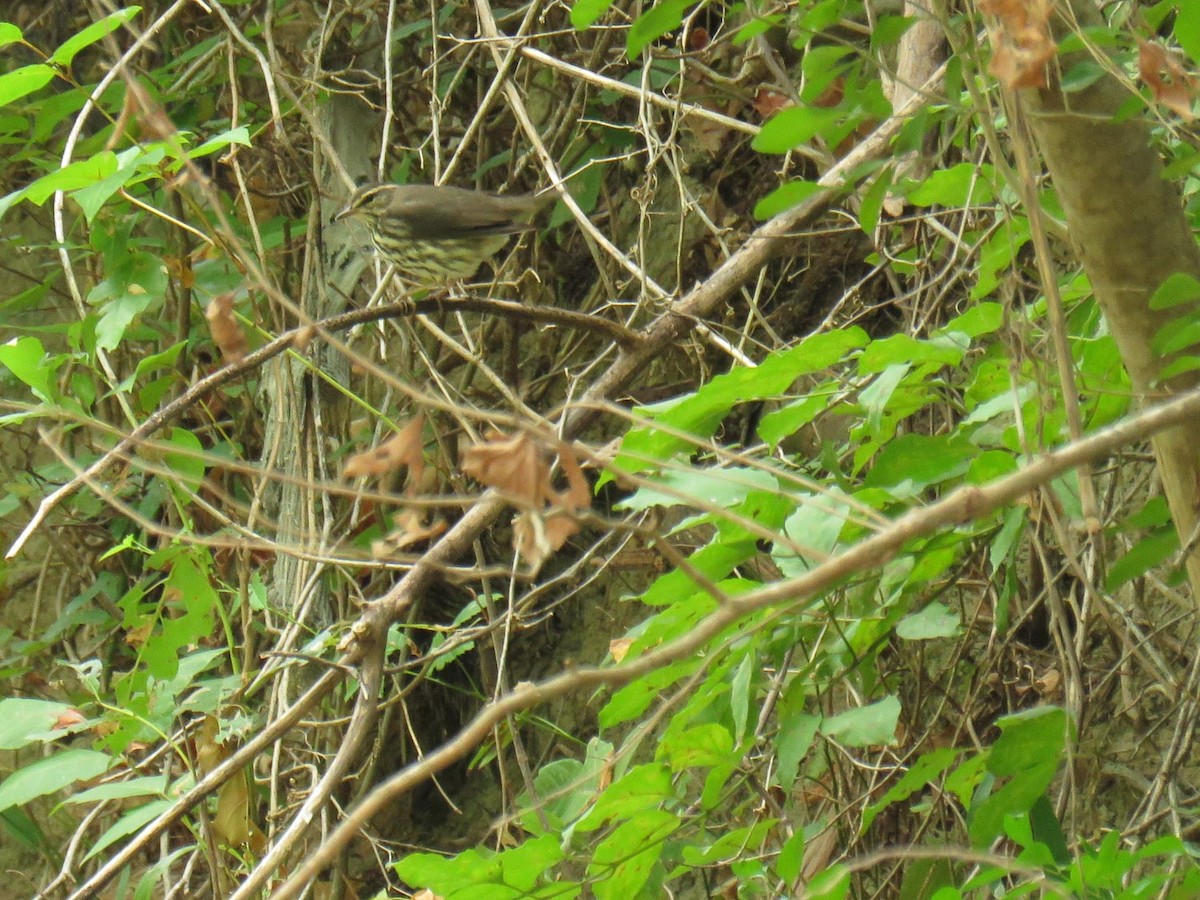 Northern Waterthrush - ML112933791