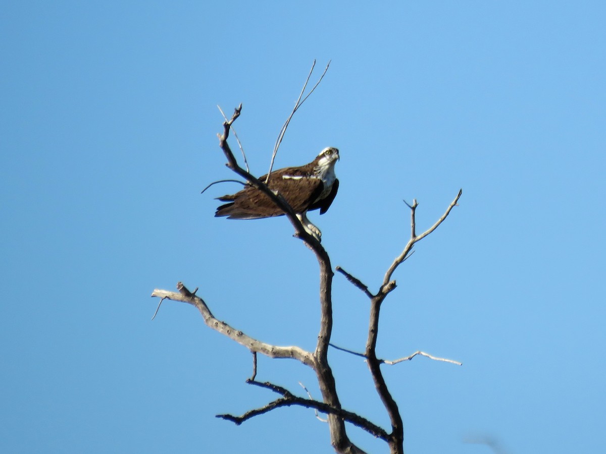 Osprey - ML112936391