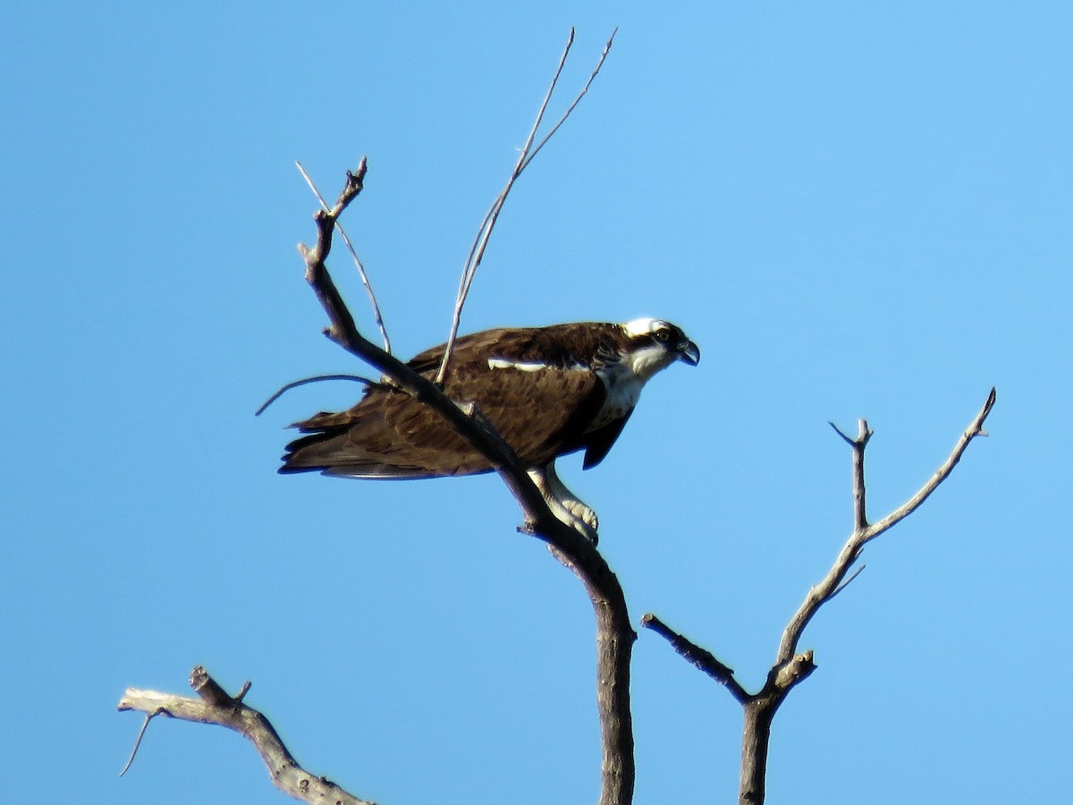 Osprey - ML112936401