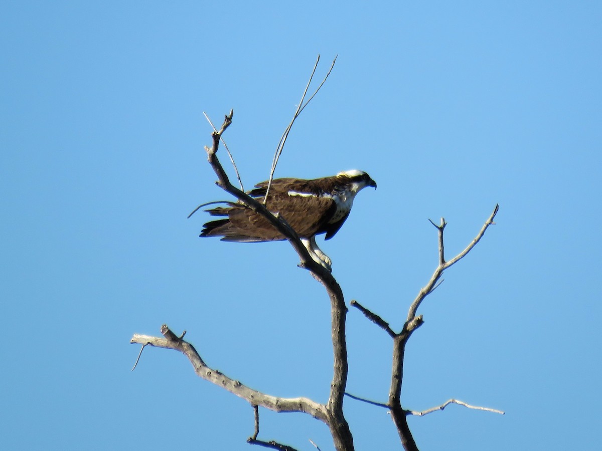 Osprey - ML112936411