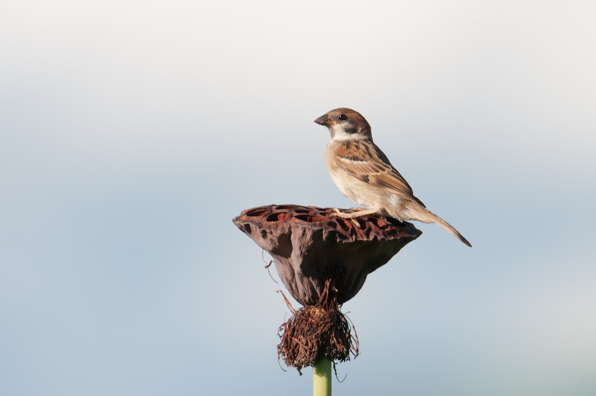 Eurasian Tree Sparrow - ML112938461