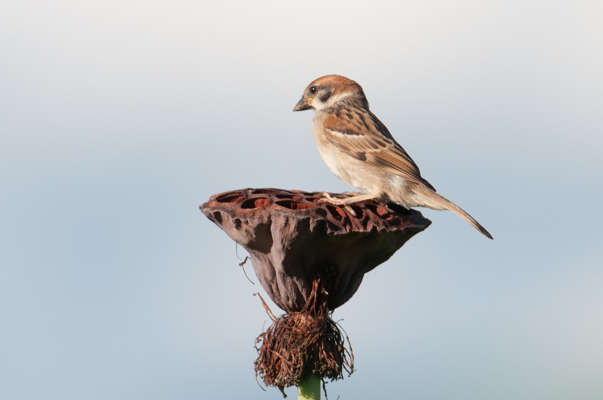 Eurasian Tree Sparrow - ML112938471