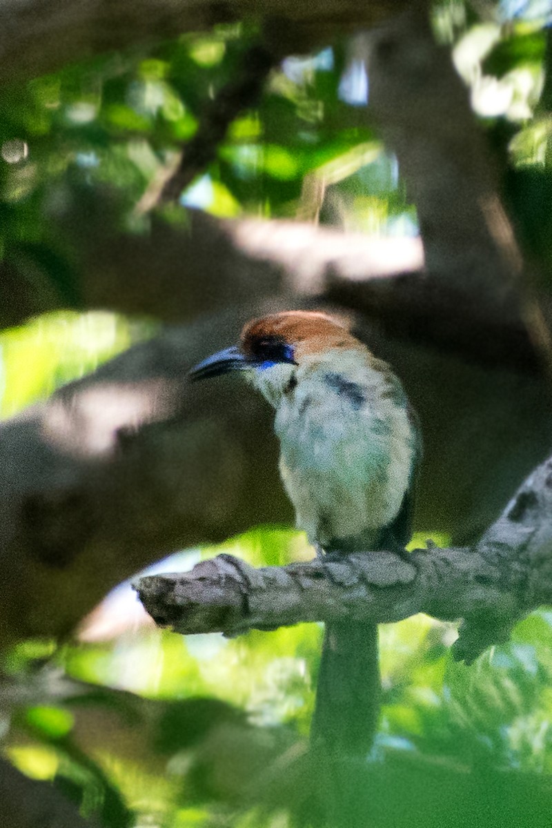 Motmot à tête rousse - ML112939101