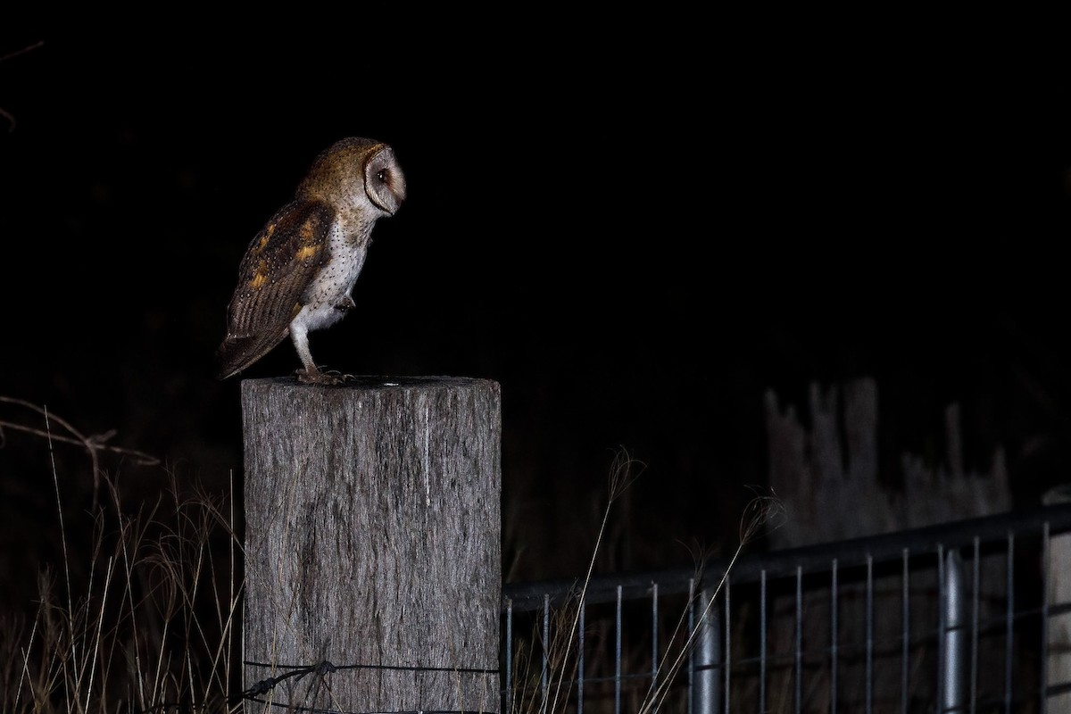 Barn Owl - Malcolm Graham