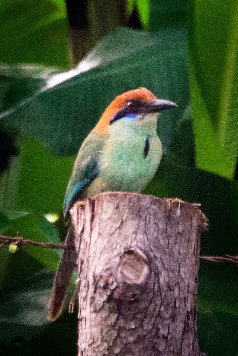 Russet-crowned Motmot - ML112940201