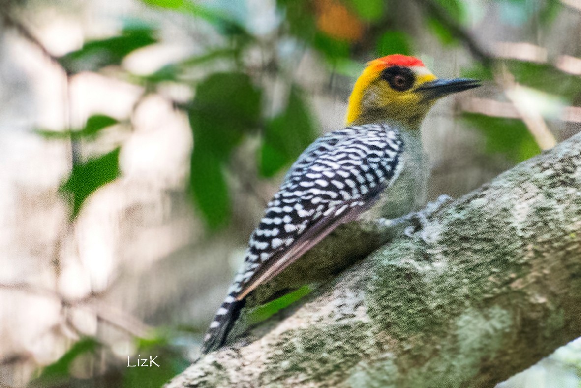 Golden-cheeked Woodpecker - ML112940271