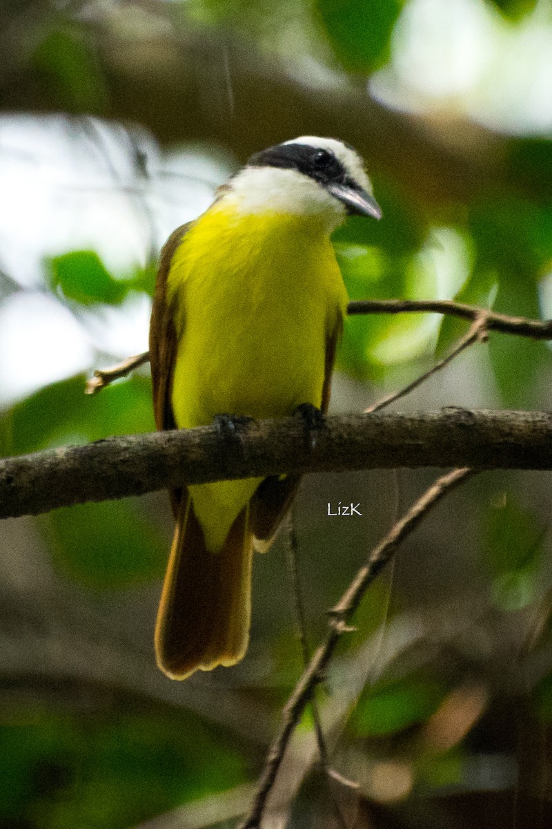 Great Kiskadee - ML112940301