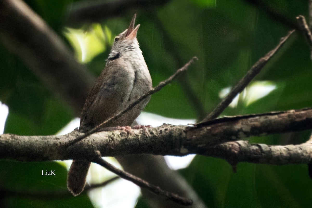 Sinaloa Wren - Karina Ortega