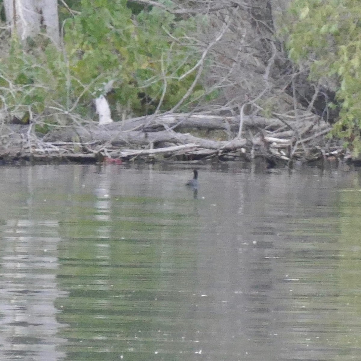 American Coot - ML112940641