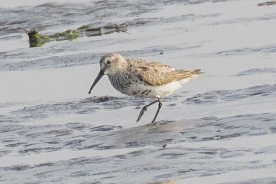 Dunlin - Phil Richardson