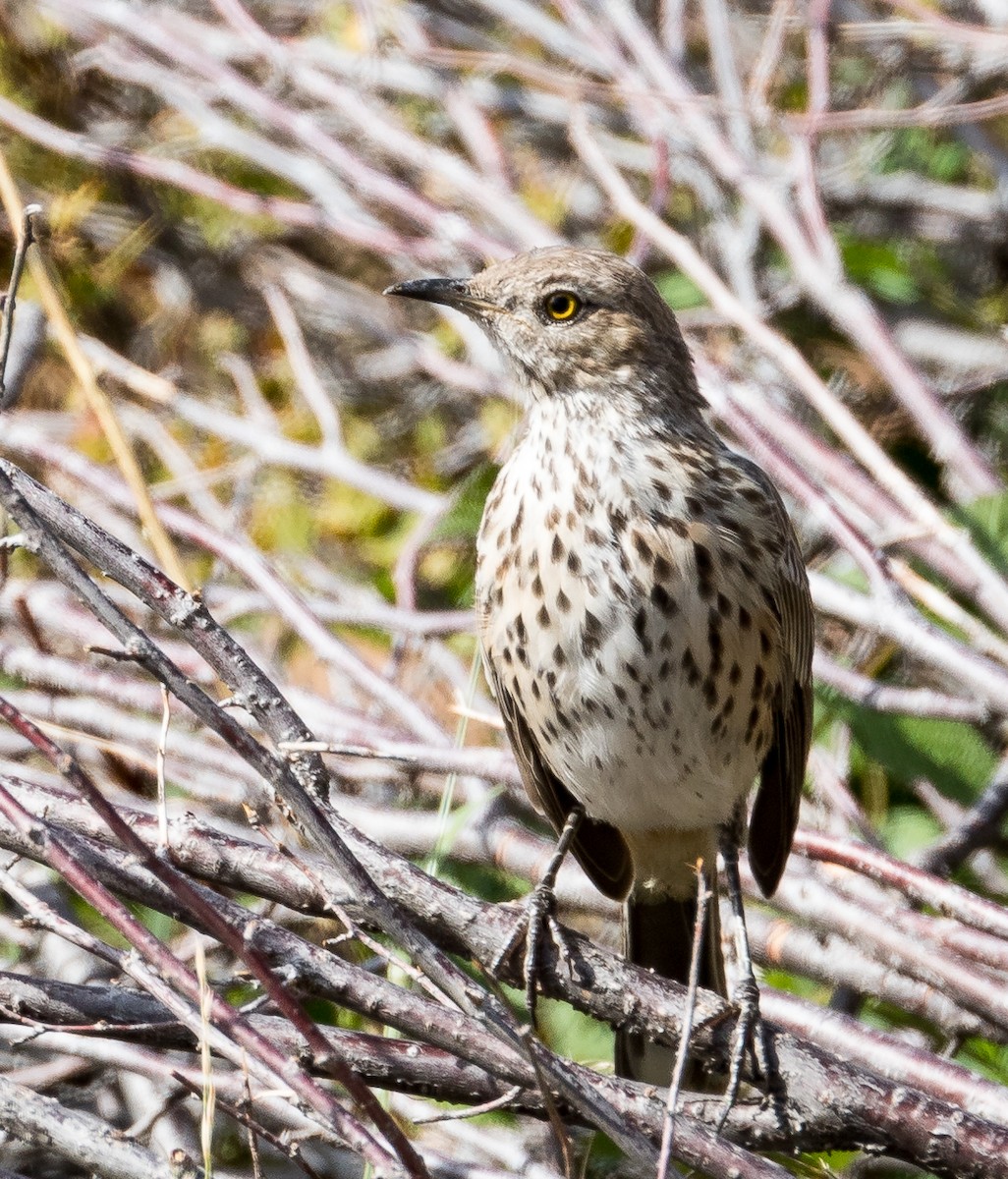 Sage Thrasher - ML112942791