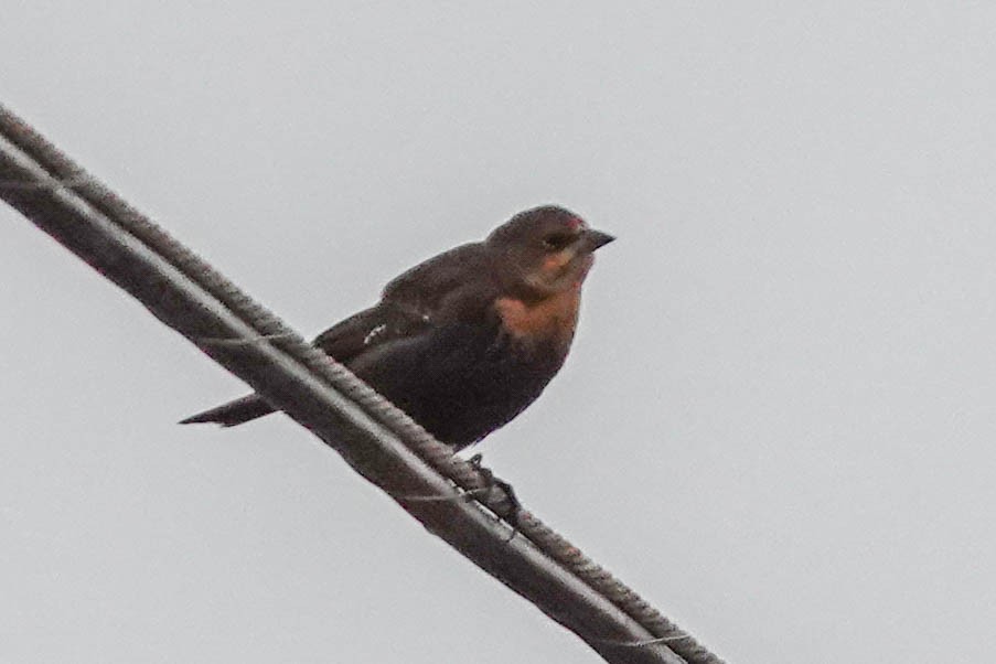 Yellow-headed Blackbird - ML112943181