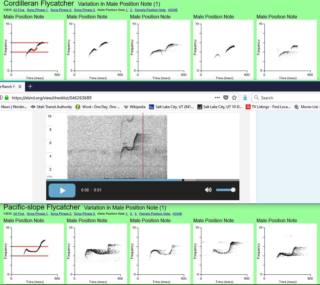 Western Flycatcher (Pacific-slope) - Kenny Frisch
