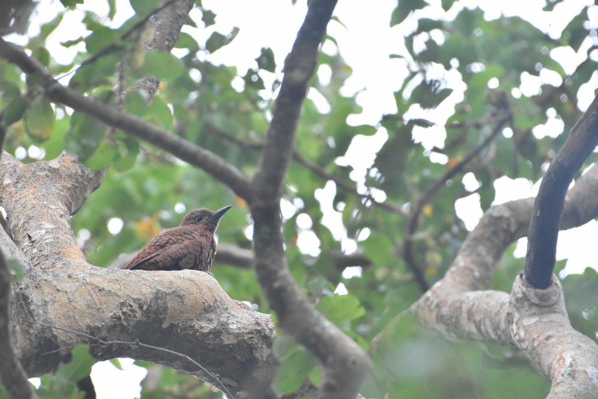 Rufous Woodpecker - vinodh Kambalathara