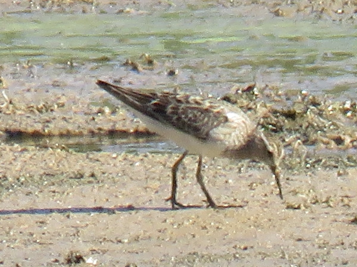 Least Sandpiper - ML112947351