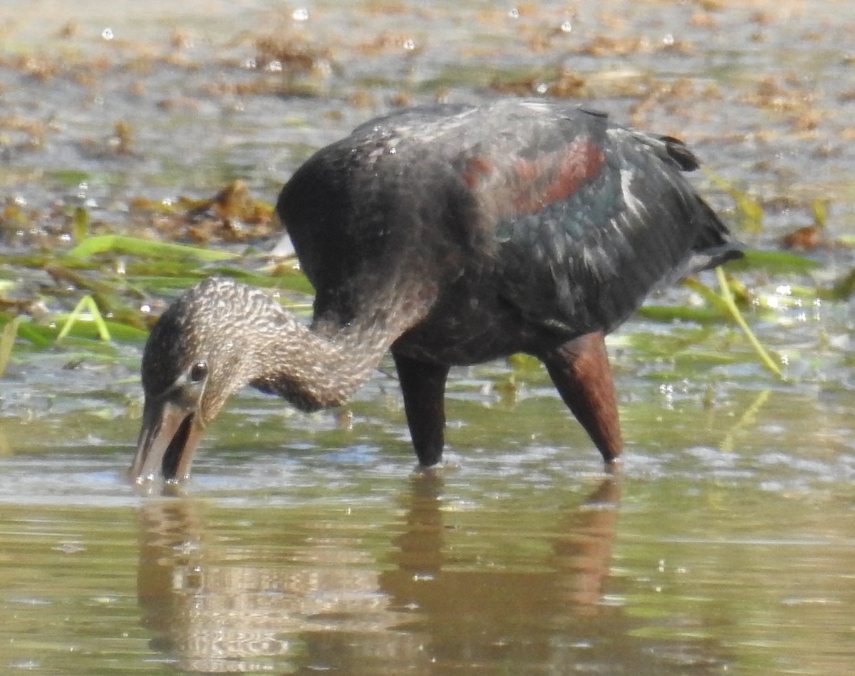 Glossy Ibis - ML112947471