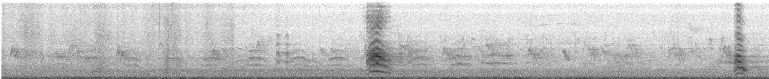 australmåke (scopulinus) (nyzealandmåke) - ML112947511