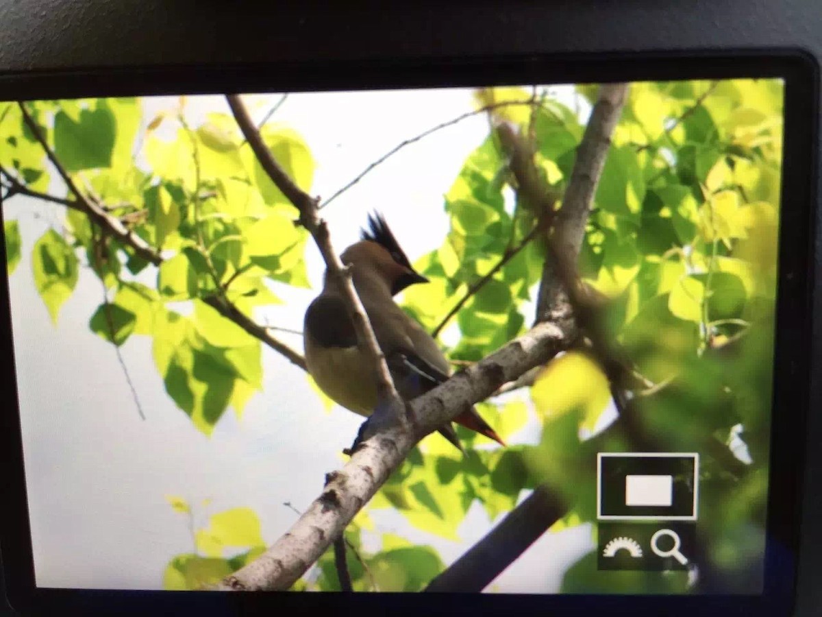 Japanese Waxwing - ML112947971