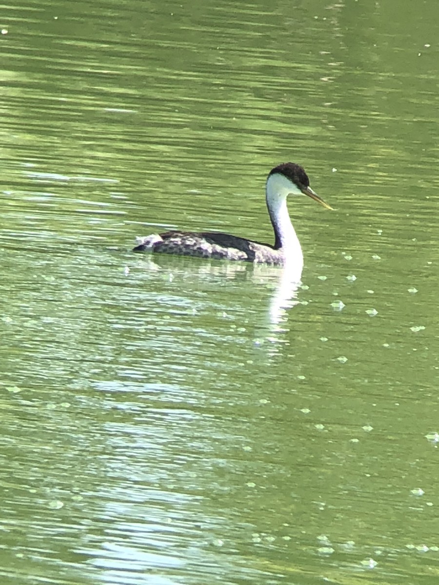 Western Grebe - ML112948131