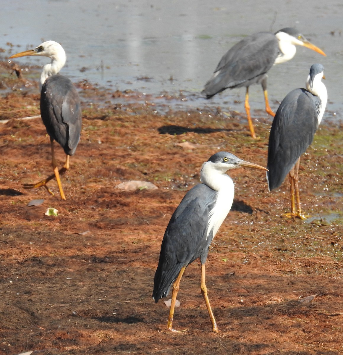 Pied Heron - ML112948201