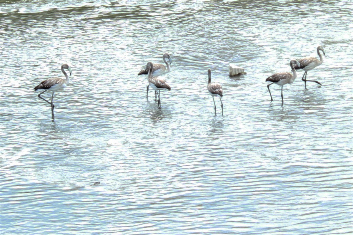 Greater Flamingo - Salih MALAKCIOGLU