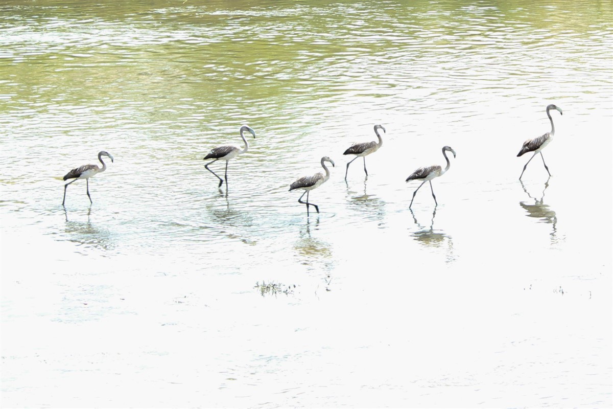 Greater Flamingo - ML112951971