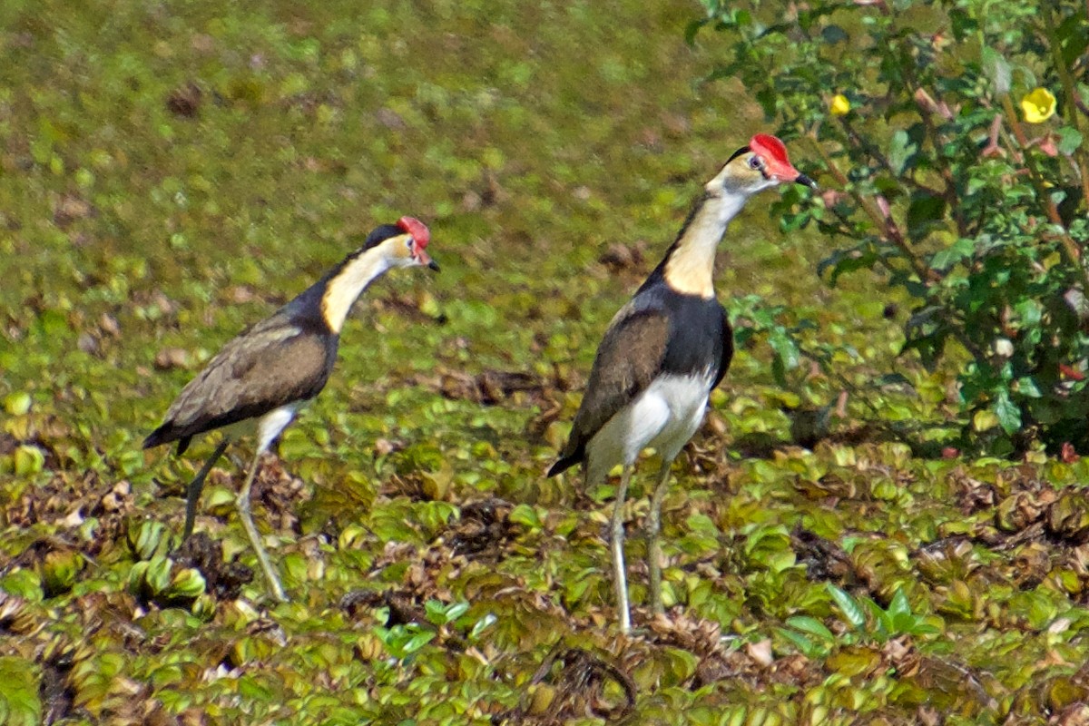 Comb-crested Jacana - ML112952361