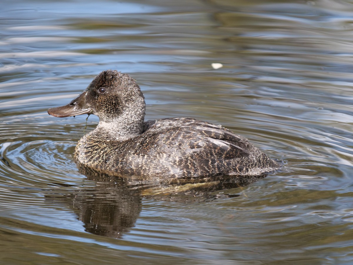 Blue-billed Duck - Peter Lowe