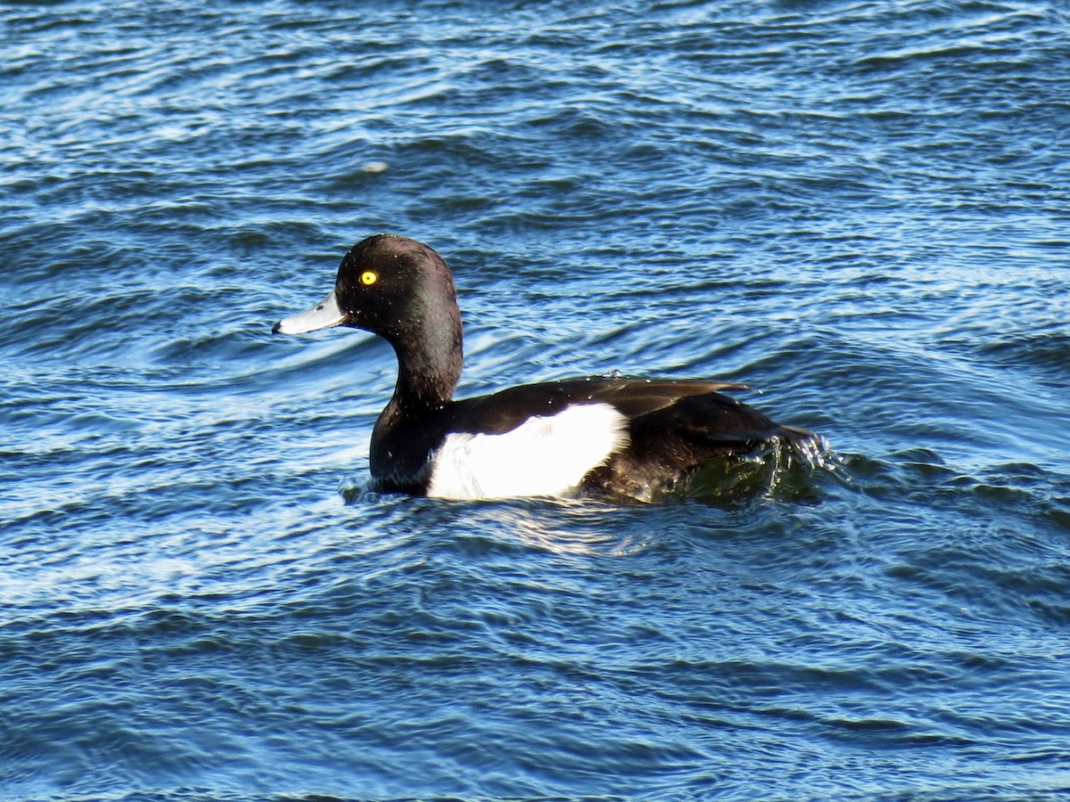 Tufted Duck - ML112952621