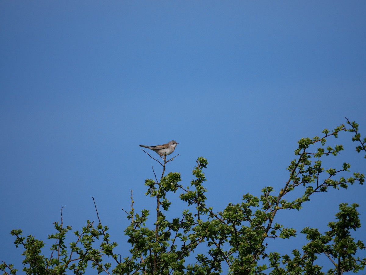 Greater Whitethroat - Jackie  edwards