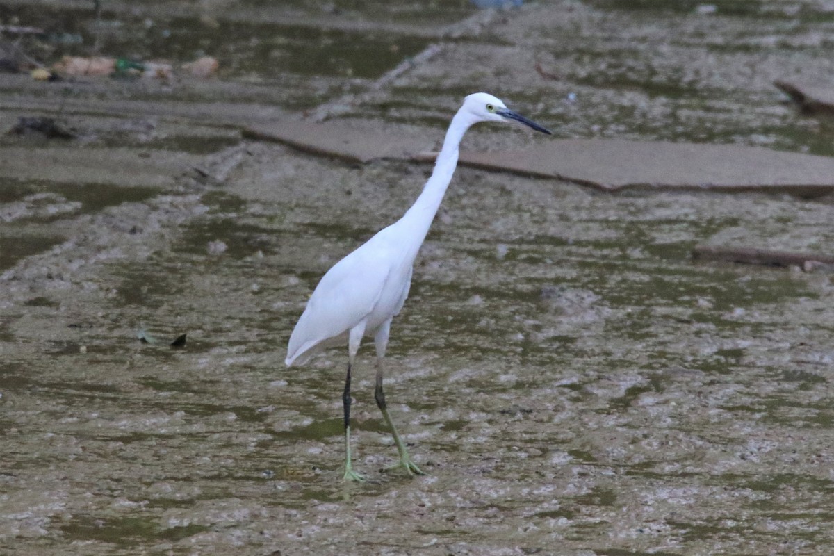 Aigrette garzette - ML112955631