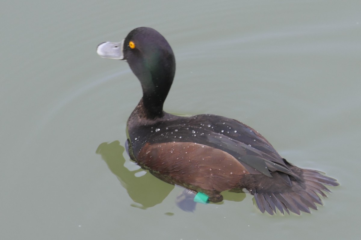 New Zealand Scaup - ML112955891