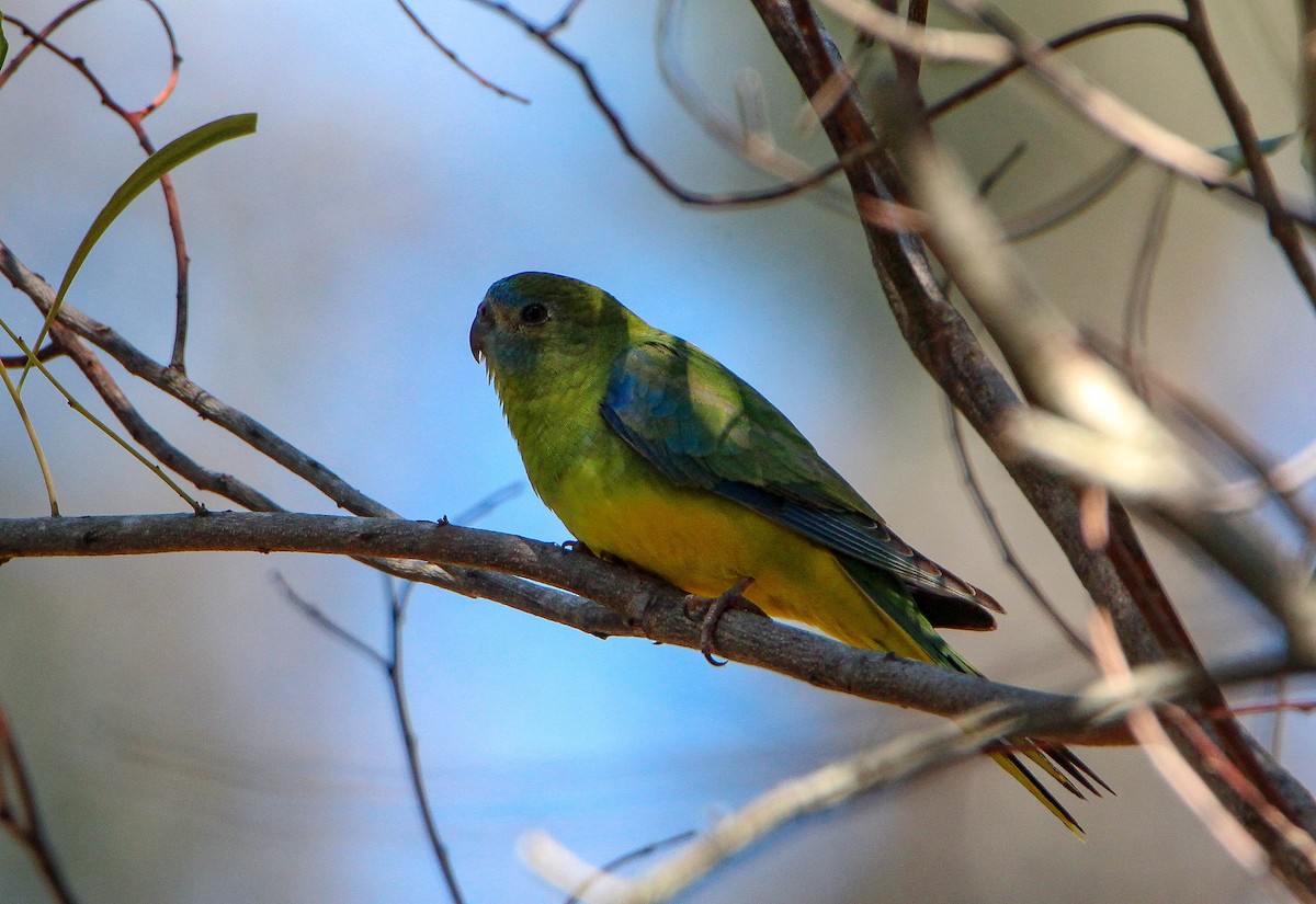 Turquoise Parrot - ML112955981