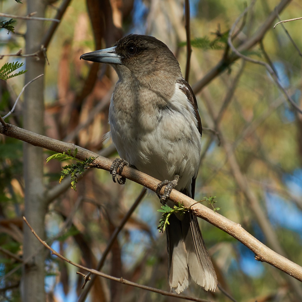 Pied Butcherbird - ML112956351