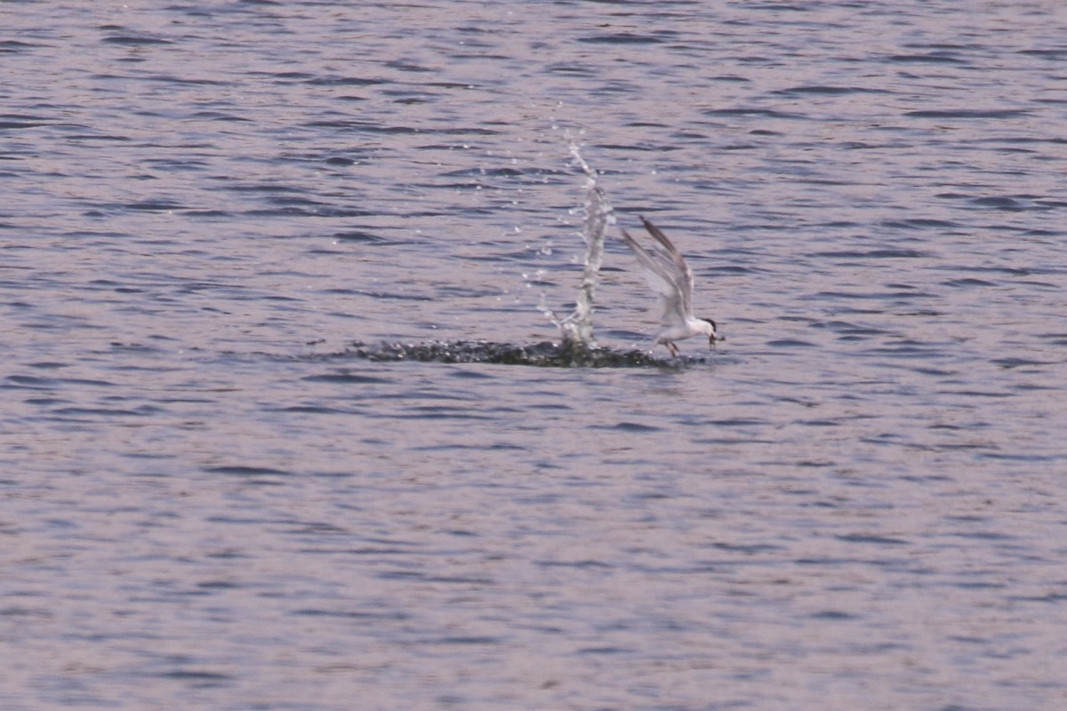 Little Tern - Fadzrun A.