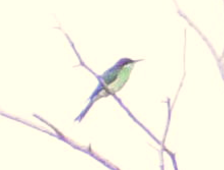 Blue-throated Bee-eater - ML112958691