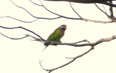 Red-breasted Parakeet - ML112958771