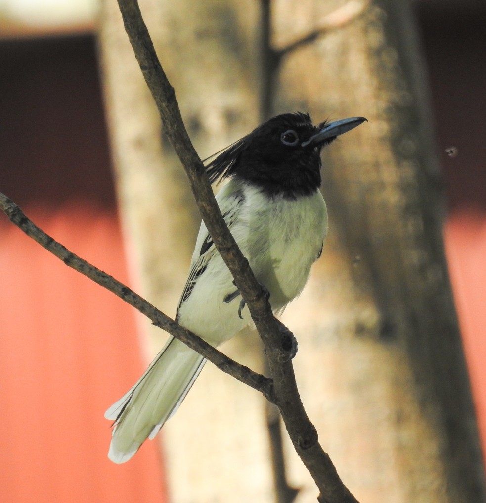 Indian Paradise-Flycatcher - ML112959371