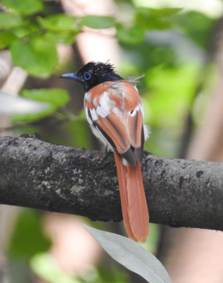 Indian Paradise-Flycatcher - ML112959391