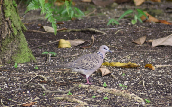 Spotted Dove - ML112959431