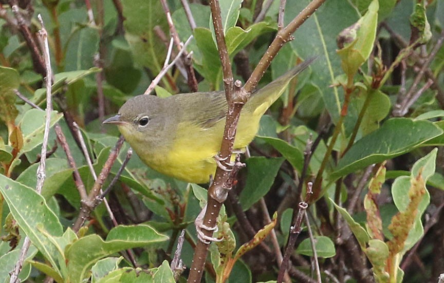 Mourning Warbler - ML112960751