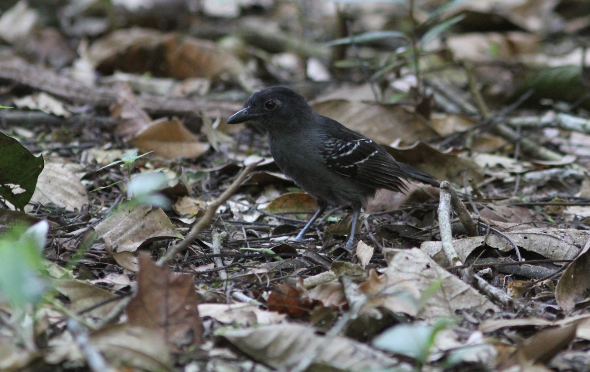 Blackish-gray Antshrike - Jurgen Beckers