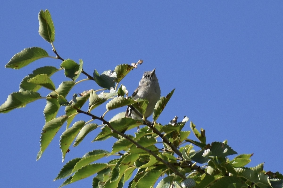 Lucy's Warbler - ML112961641