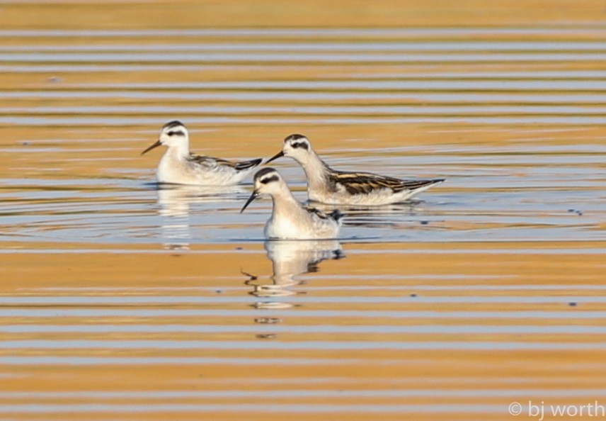 Phalarope à bec étroit - ML112962241