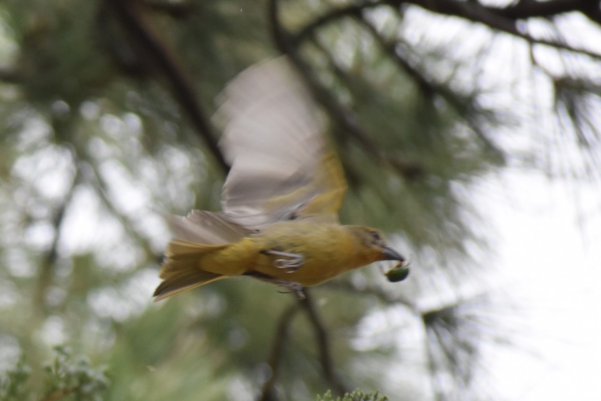 Hepatic Tanager - ML112962731