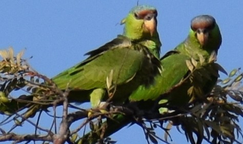 Lilac-crowned Parrot - ML112962851